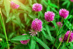 Red Clover